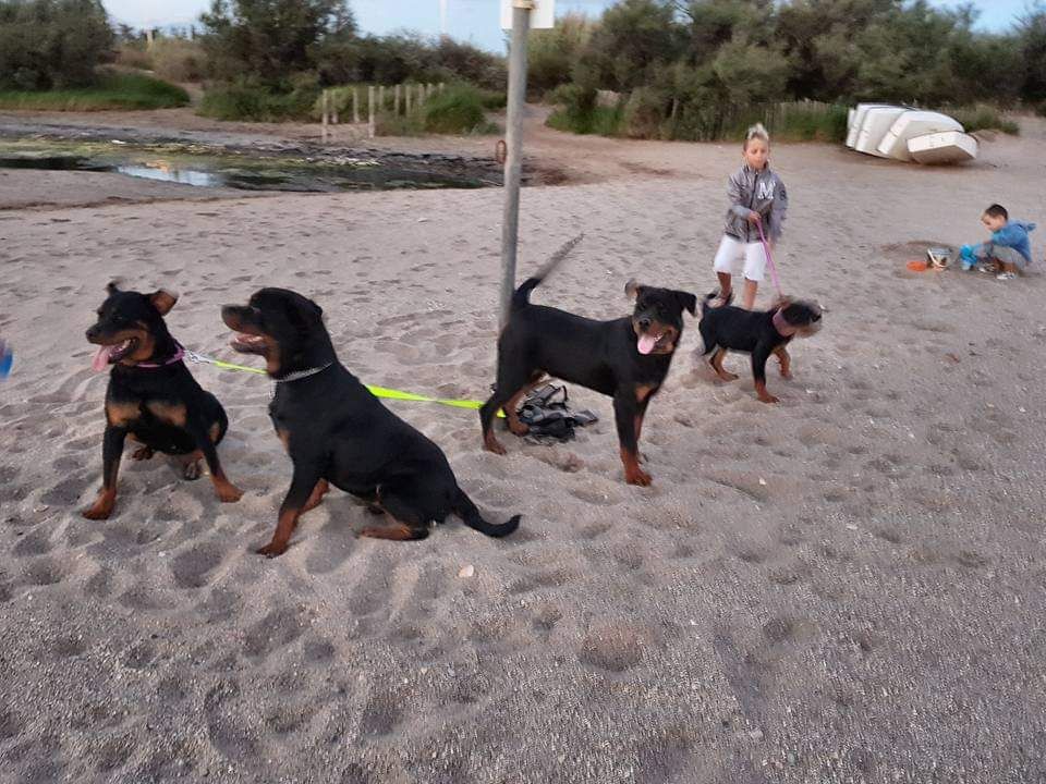 Des Diamants Noirs Del Matador - Quand tu sort les 5 rottos a la plage