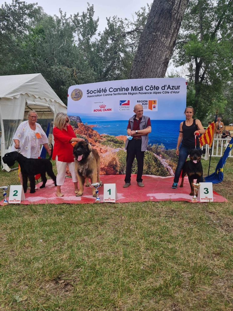 Des Diamants Noirs Del Matador - 3 chiens engagé a trets 6 podium meme en ring honneur bravo mes amourq