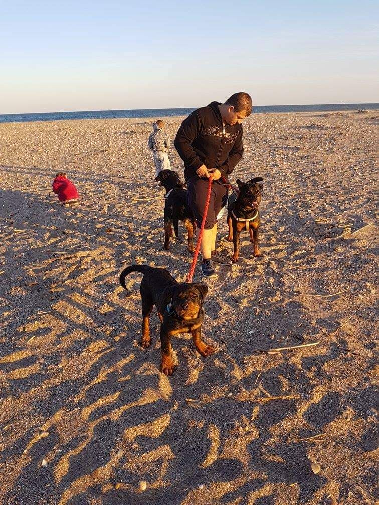 Des Diamants Noirs Del Matador - La plage special chien avec 5 des rottotos 