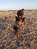  - La plage special chien avec 5 des rottotos 