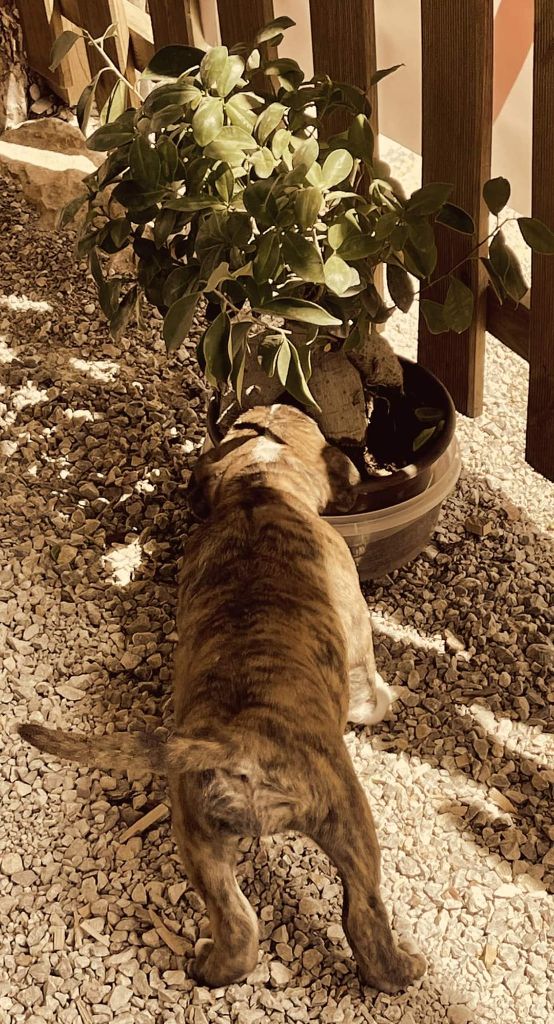 Tchuky Vom Weinberges Der Hunde