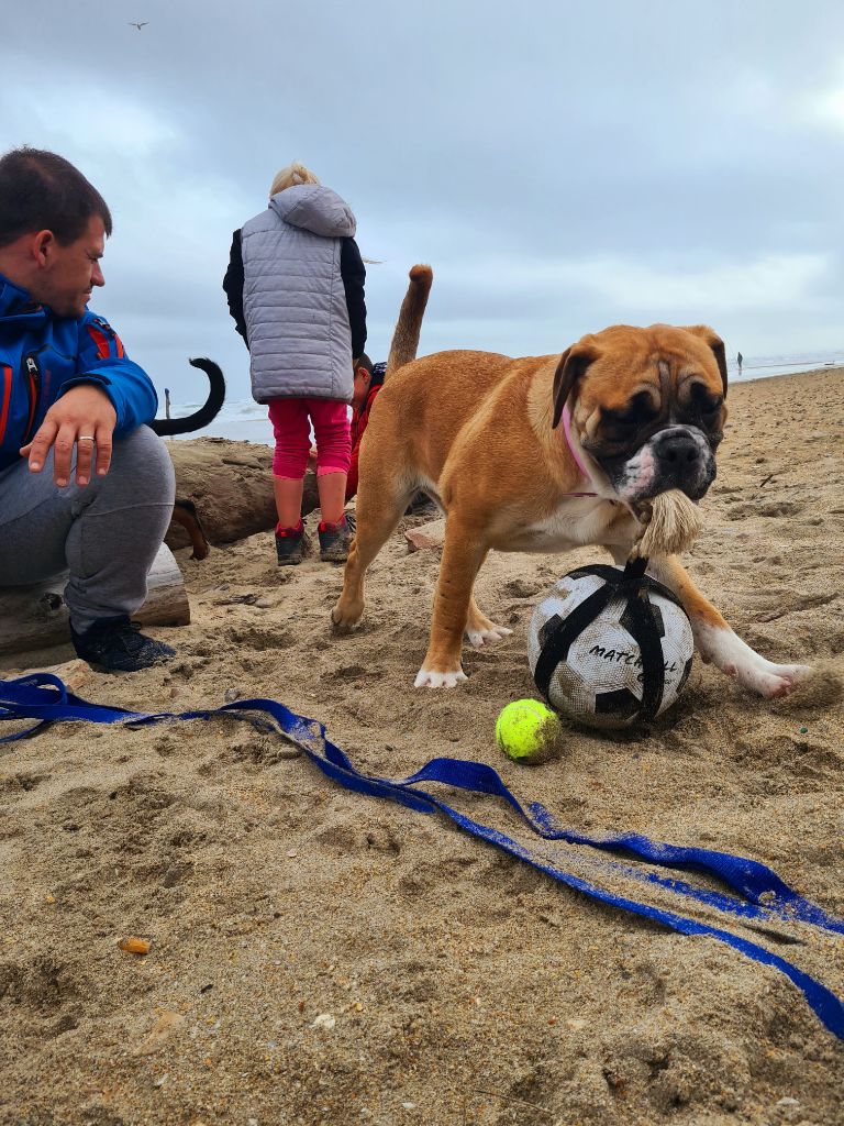 Shakyra Vom Weinberges Der Hunde