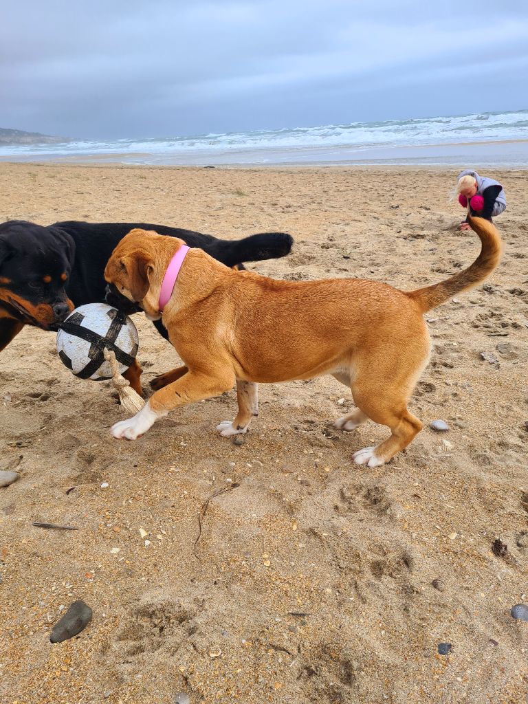 Shakyra Vom Weinberges Der Hunde