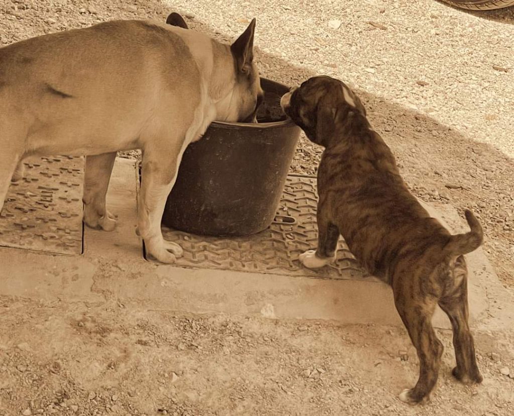 Tchuky Vom Weinberges Der Hunde