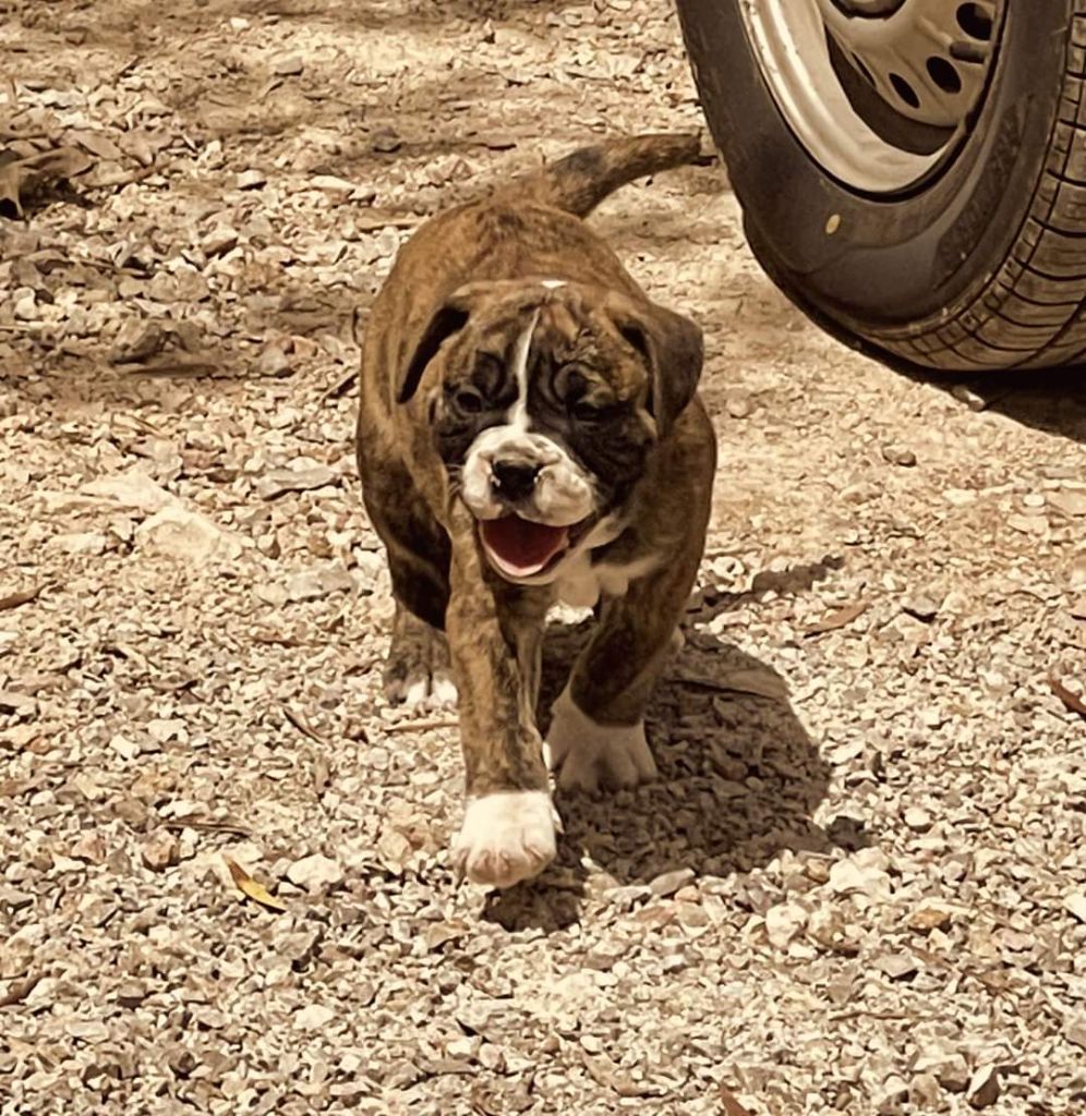 Tchuky Vom Weinberges Der Hunde