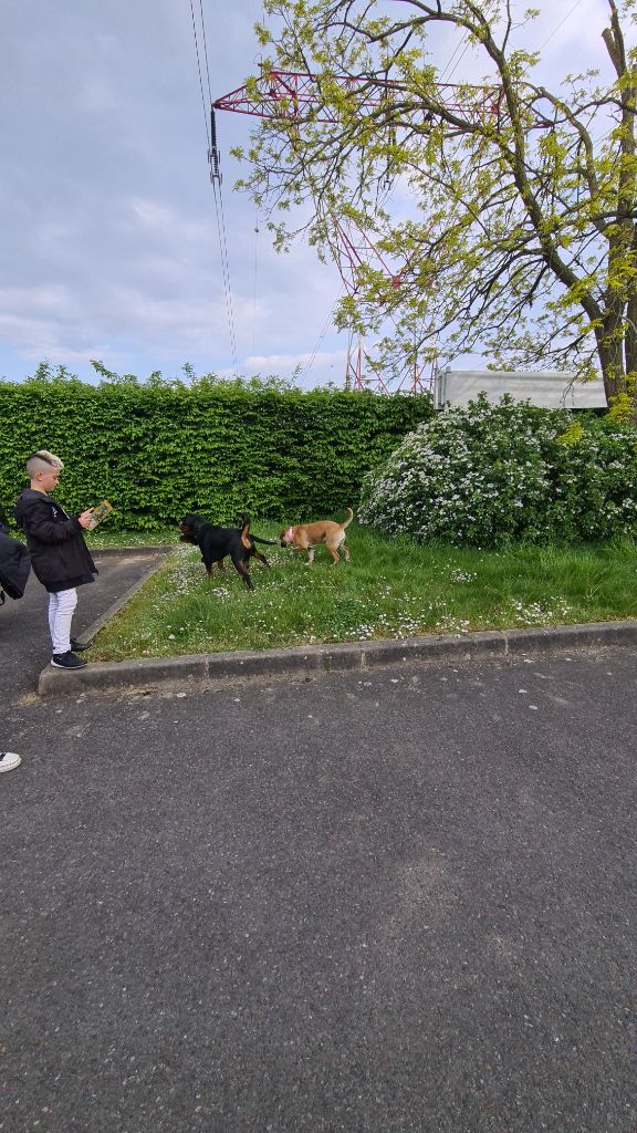 Shakyra Vom Weinberges Der Hunde