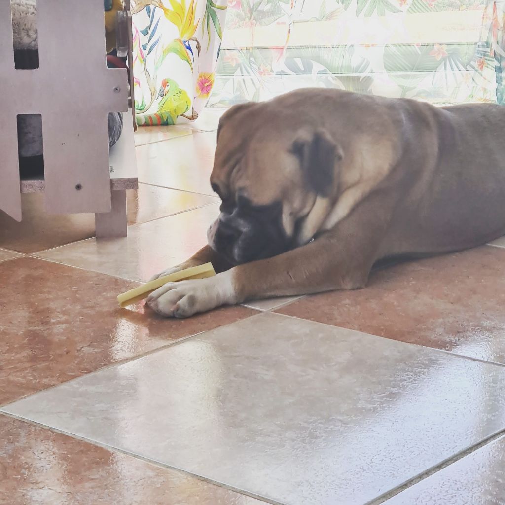 Shakyra Vom Weinberges Der Hunde