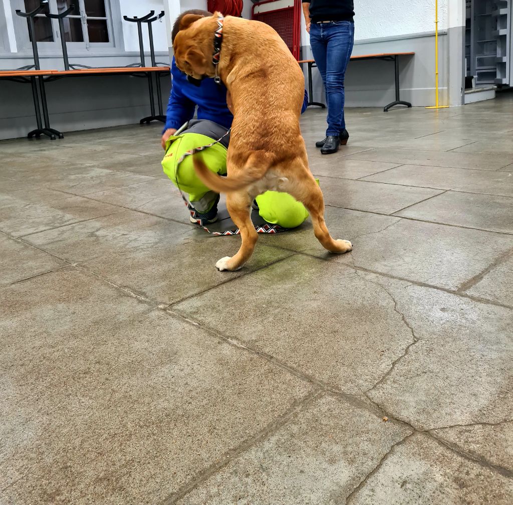 Shakyra Vom Weinberges Der Hunde