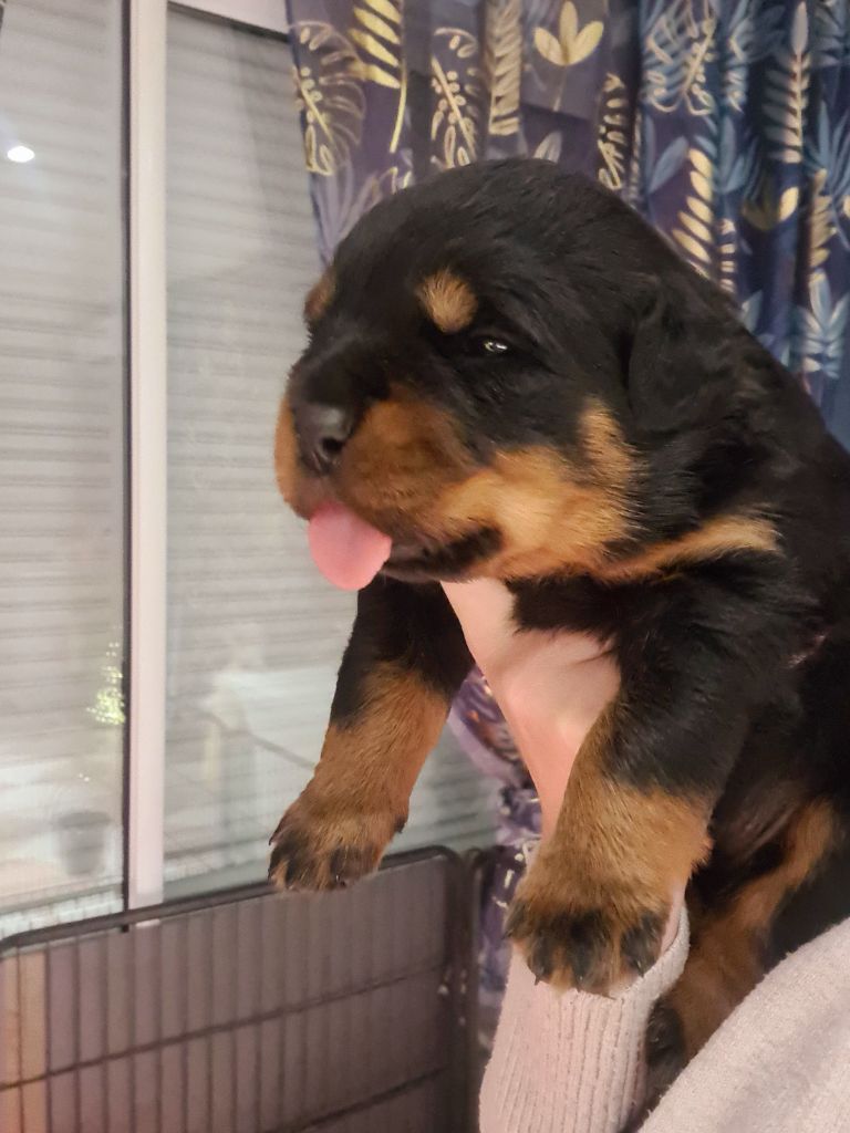 Des Diamants Noirs Del Matador - Chiot disponible  - Rottweiler