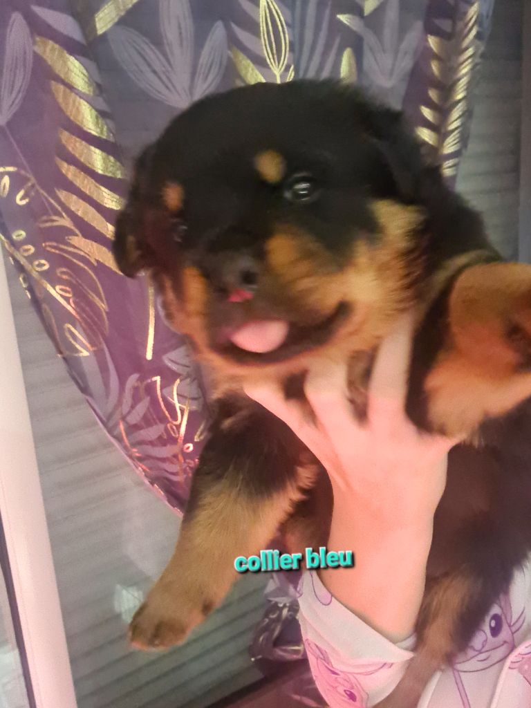 Des Diamants Noirs Del Matador - Chiot disponible  - Rottweiler