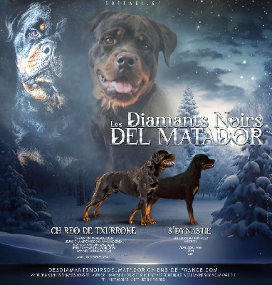 Des Diamants Noirs Del Matador - Rottweiler - Portée née le 04/01/2025