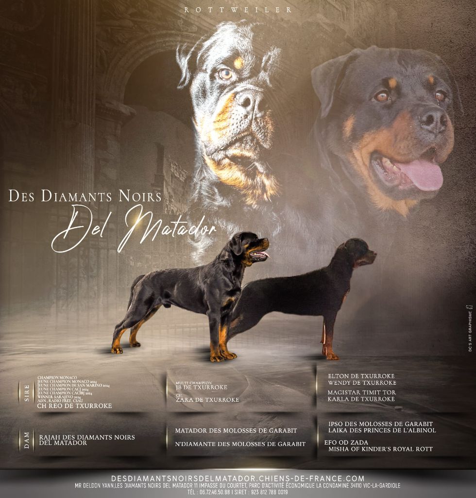 Des Diamants Noirs Del Matador - Chiot disponible  - Rottweiler