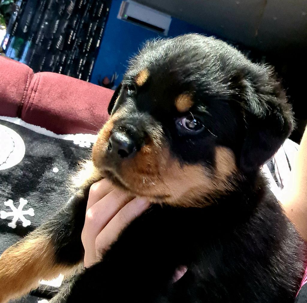 Des Diamants Noirs Del Matador - Chiot disponible  - Rottweiler