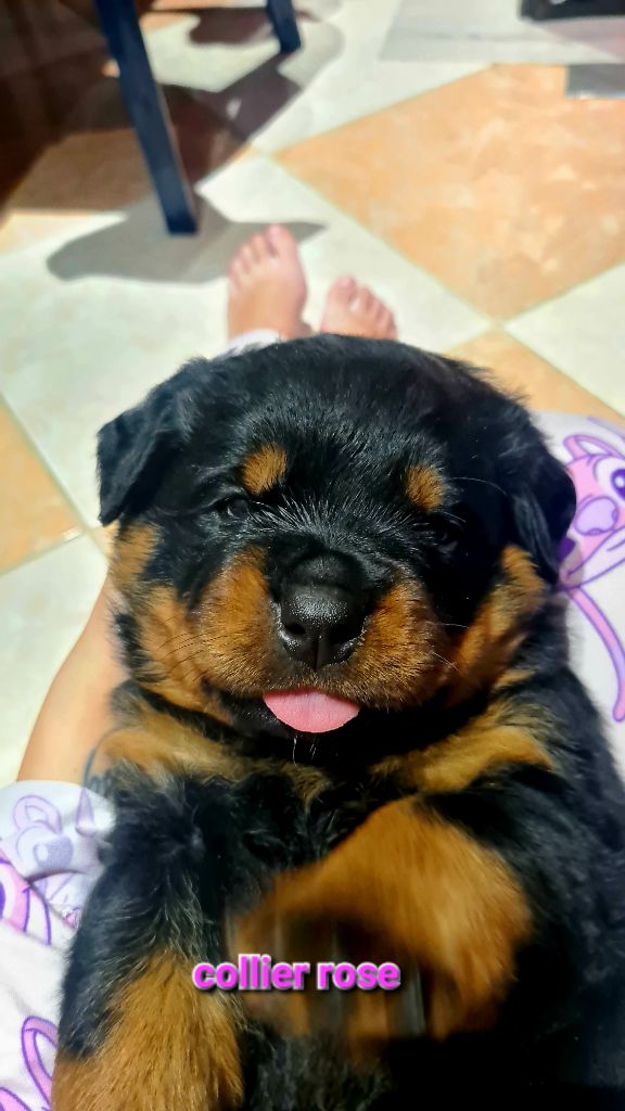 Des Diamants Noirs Del Matador - Chiot disponible  - Rottweiler