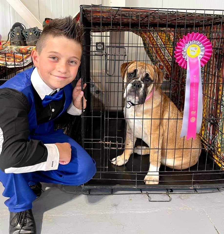 Shakyra Vom Weinberges Der Hunde