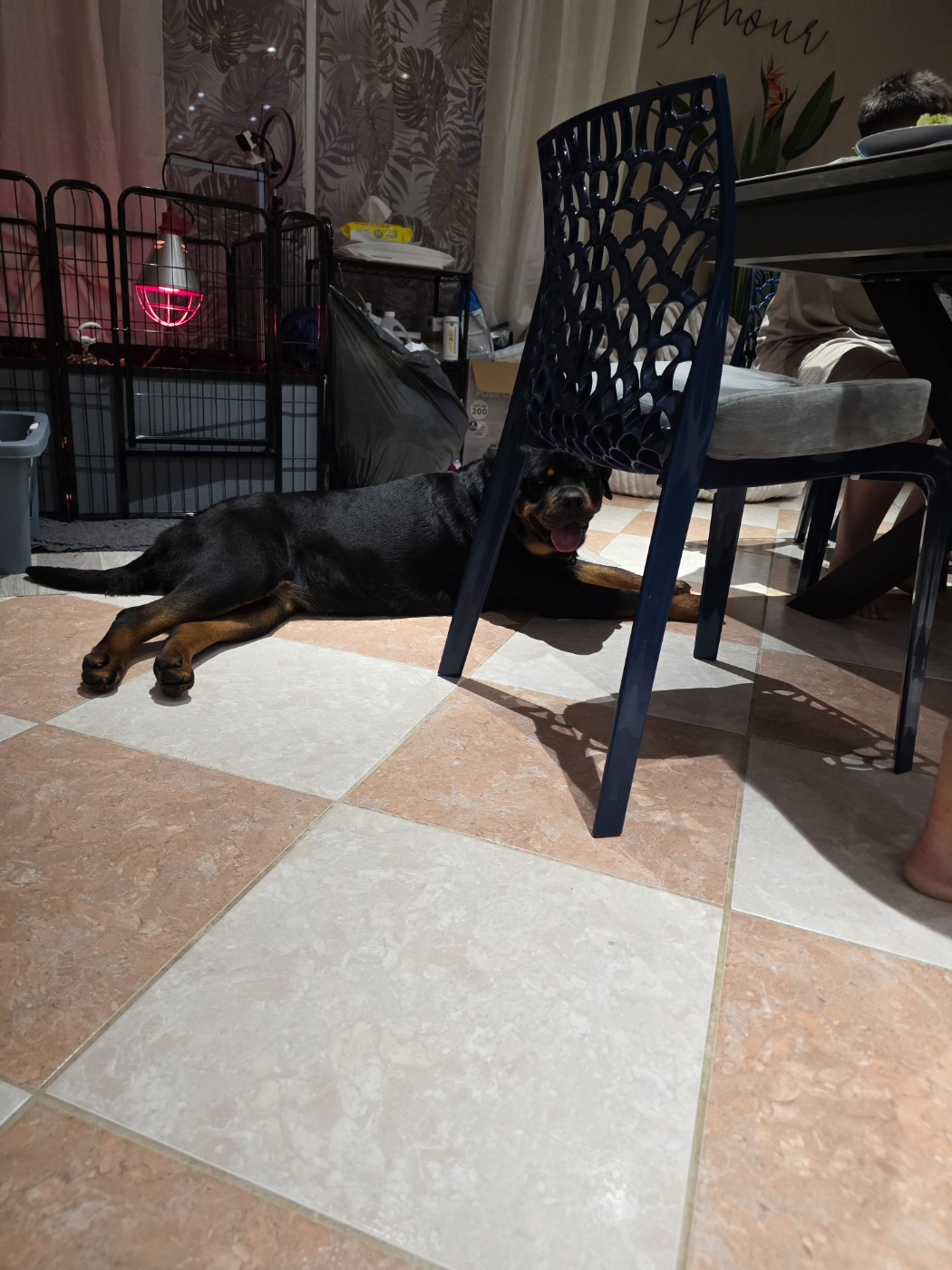 Des Diamants Noirs Del Matador - Versace 14 mois