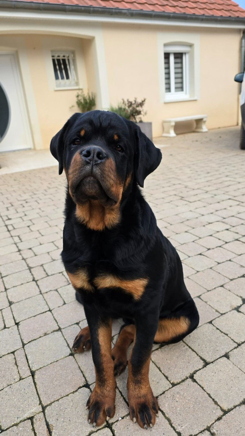 Des Diamants Noirs Del Matador - Amarok 5 mois