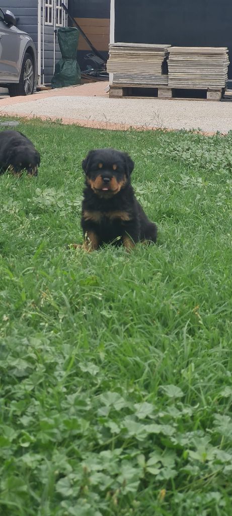 Des Diamants Noirs Del Matador - Chiots disponibles - Rottweiler