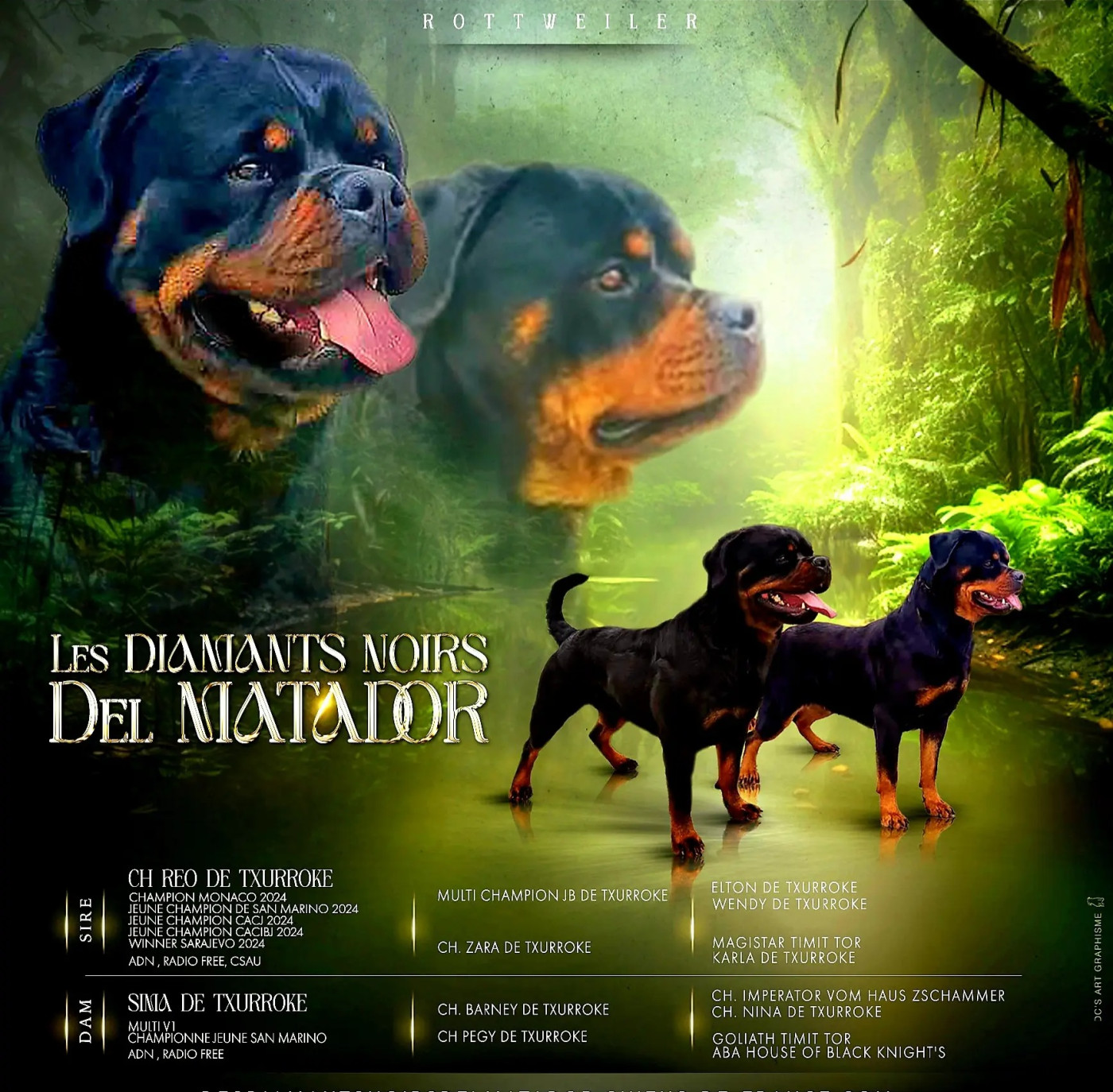 Chiot Rottweiler Des Diamants Noirs Del Matador