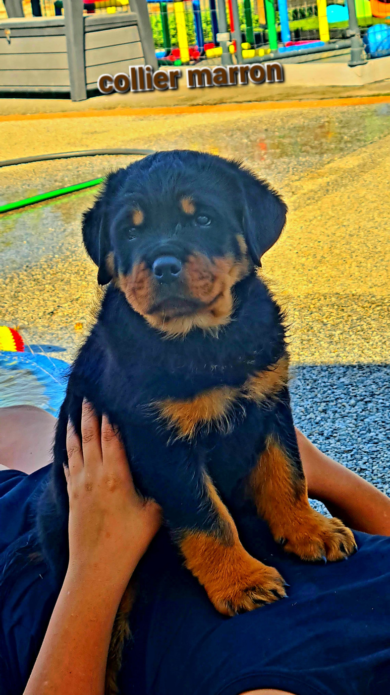 Des Diamants Noirs Del Matador - Chiots disponibles - Rottweiler