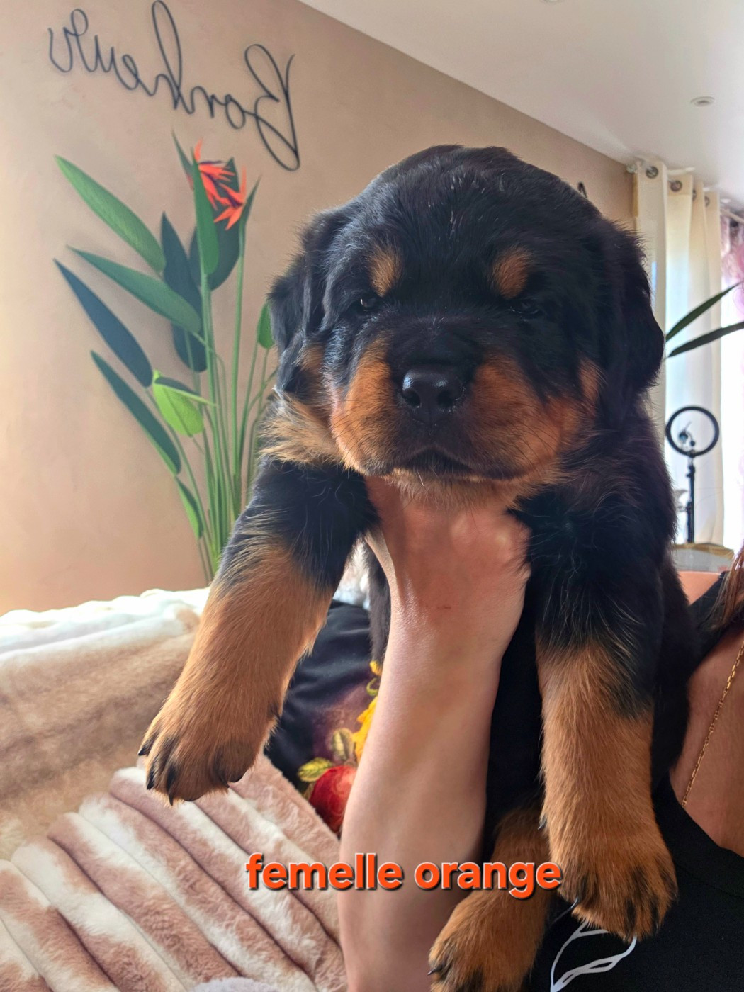 Des Diamants Noirs Del Matador - Chiots disponibles - Rottweiler