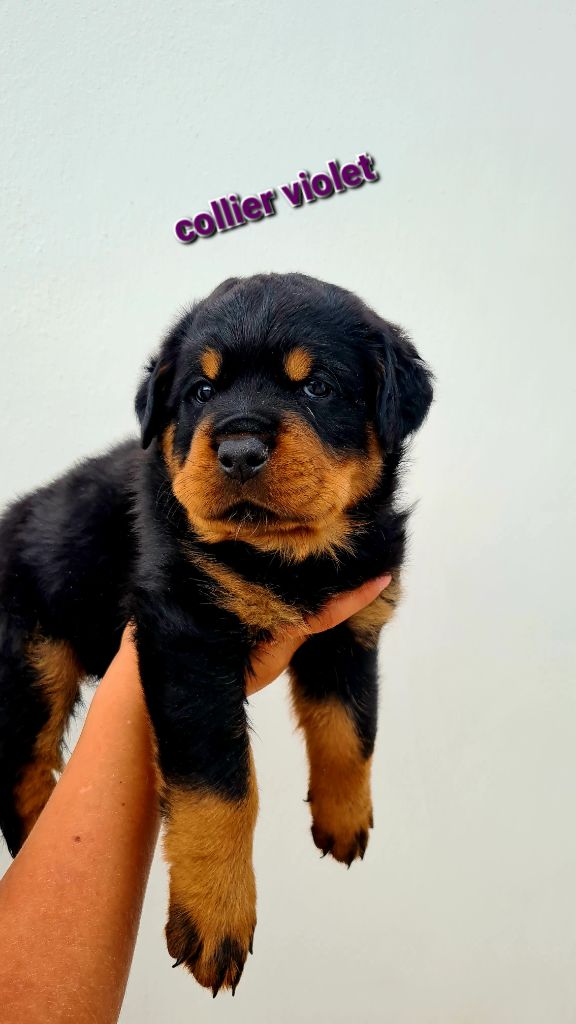 Des Diamants Noirs Del Matador - Chiots disponibles - Rottweiler