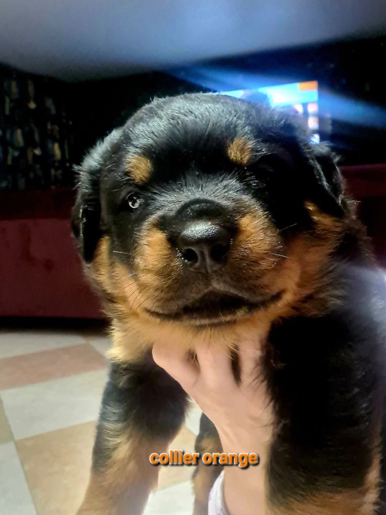 Des Diamants Noirs Del Matador - Chiots disponibles - Rottweiler