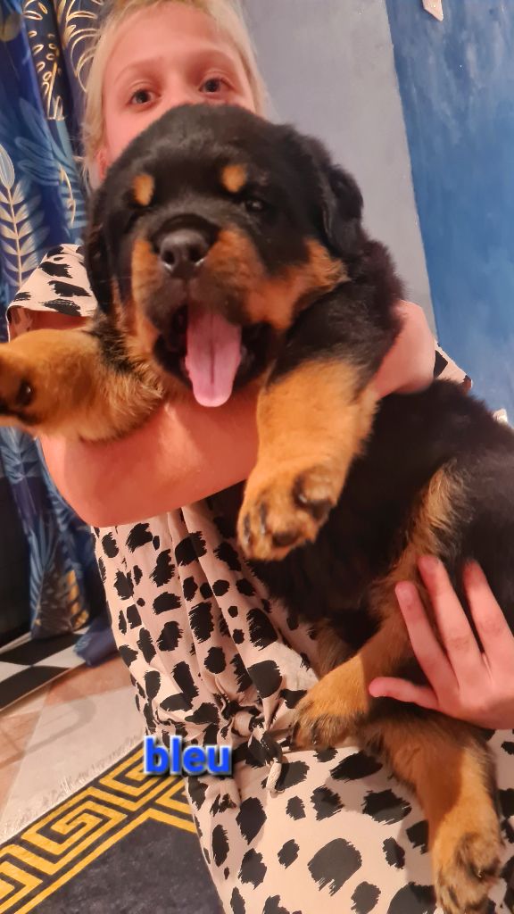 Des Diamants Noirs Del Matador - Chiots disponibles - Rottweiler