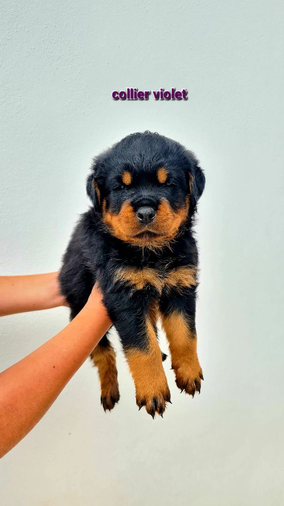 Des Diamants Noirs Del Matador - Chiots disponibles - Rottweiler