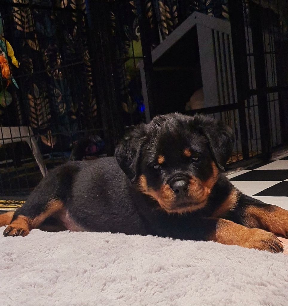 Des Diamants Noirs Del Matador - Chiots disponibles - Rottweiler